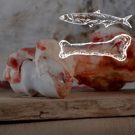 Knochen & Knorpel