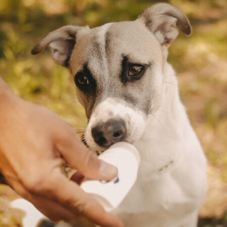 doggyroller_titel2