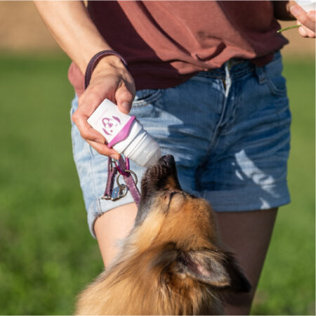 doggyroller_titel3