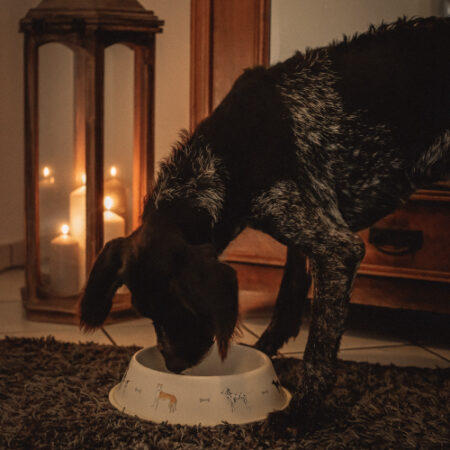 woofdog-napf