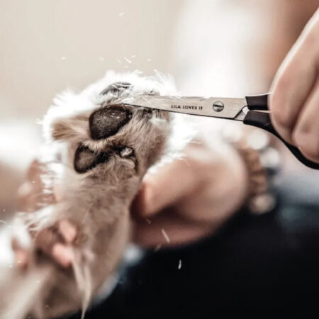 lli_pfotenschere_mood2